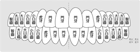 大牙牙齒|對於牙齒介紹你認識多少？認識牙齒以及牙齒構造｜快 